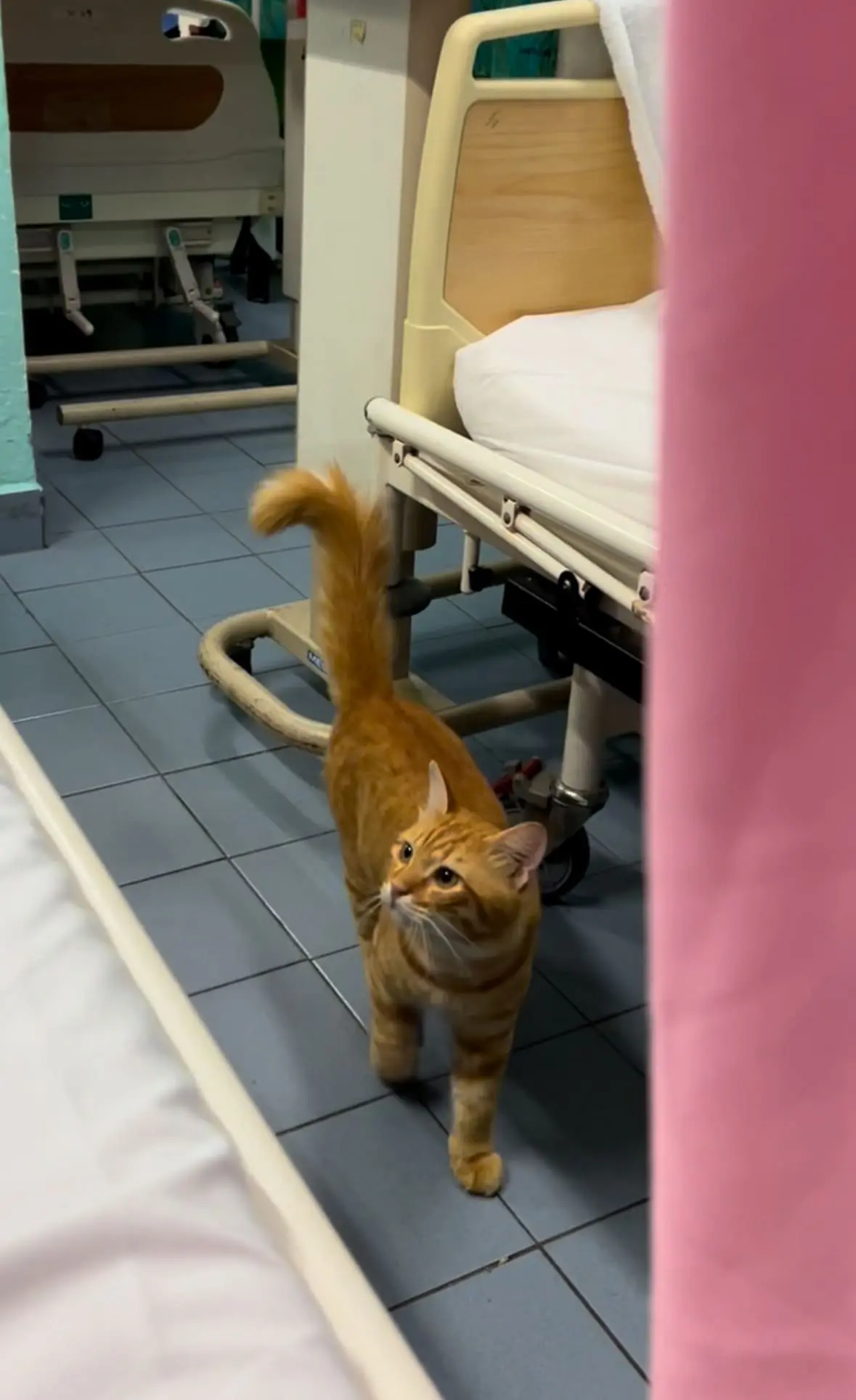 oyen walks into hospita ward 2