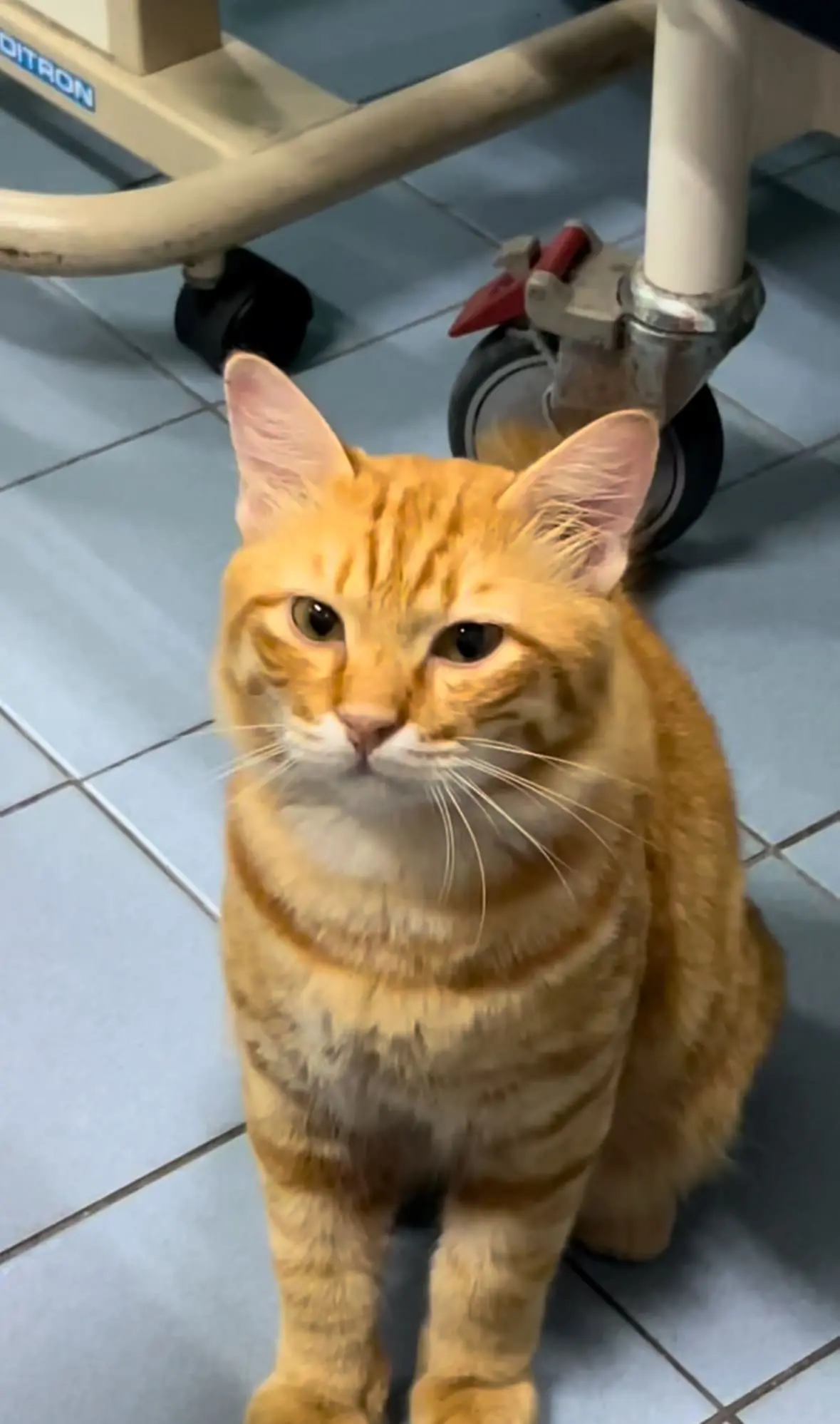 oyen walks into hospita ward 4