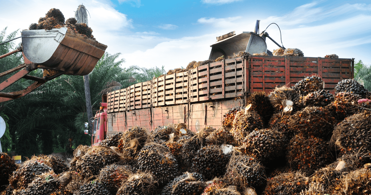Palm oil export