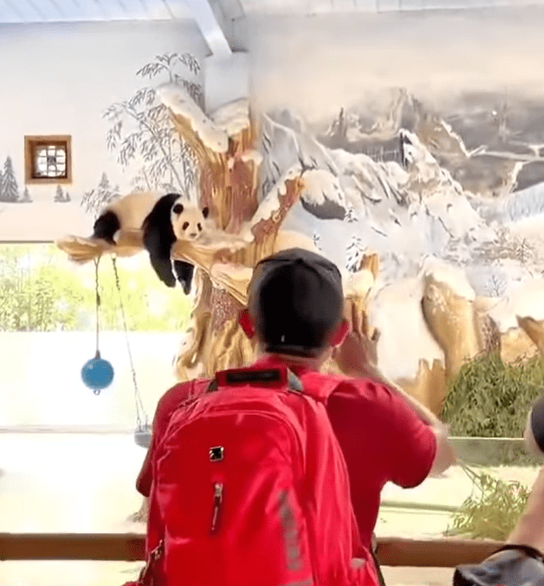 Panda and his caretaker reunion