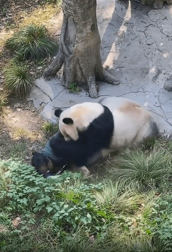 panda attack zoo keeper in China (1)