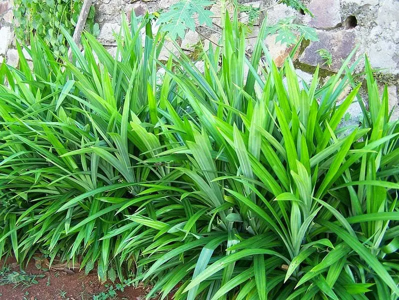 pandan leaves