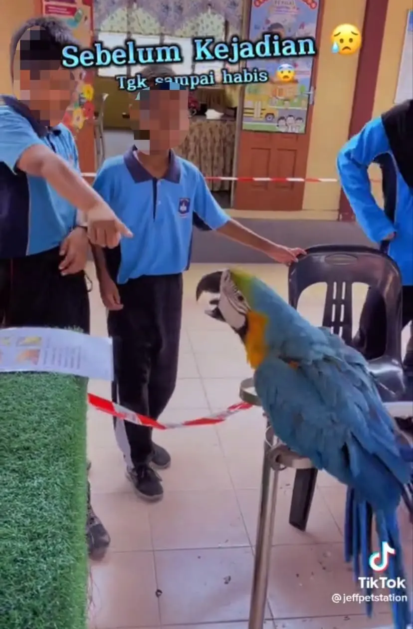 M'sian Schoolboy Tries To Be Cheeky With Parrot, Cries After He Gets Pecked