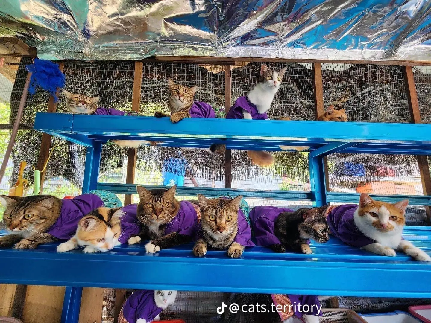 Penang Woman Makes Matching Raya Outfits For Her 61 Cats And It's Guaranteed To Make You Melt7