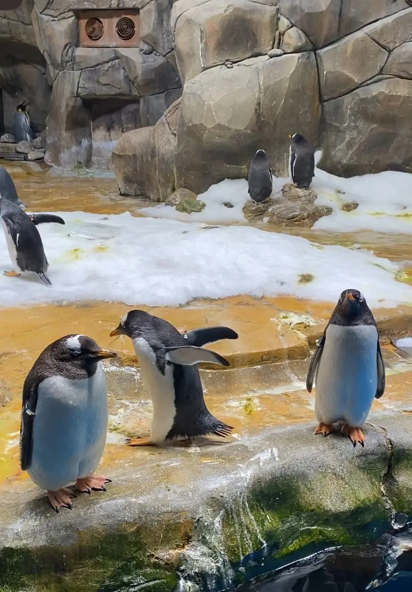 Penguin strolling in Ocean Park