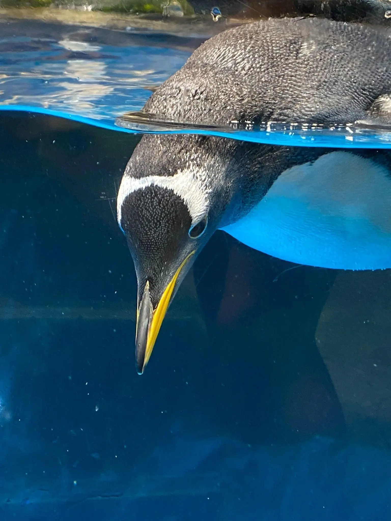 Penguin swimming in Ocean Park