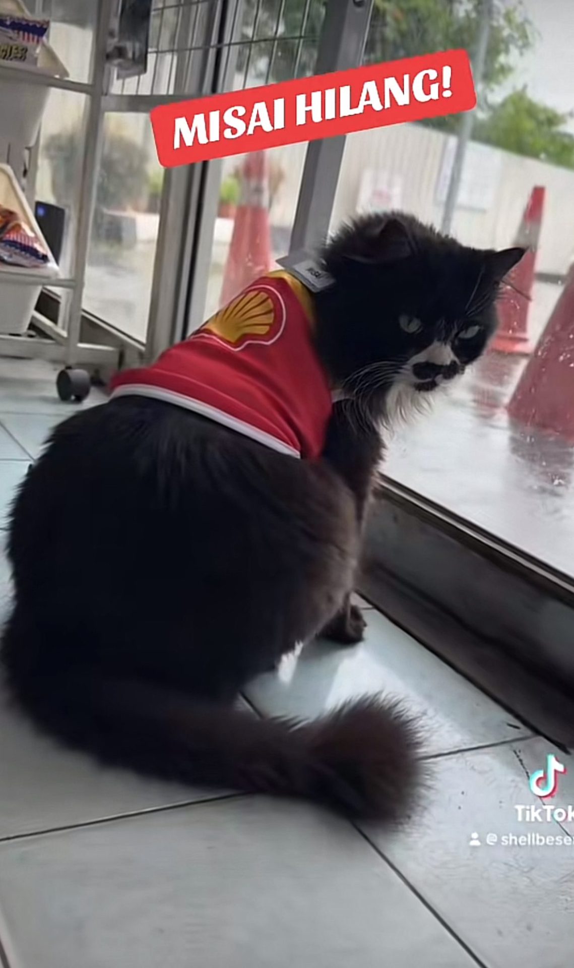 Perlis Petrol Station Pleads For Return Of Sick Cat “Misai” After CCTV Shows He Was Taken By Hilux Driver