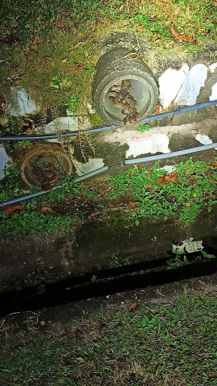 Photo of 29 pythons inside drain in Shah Alam