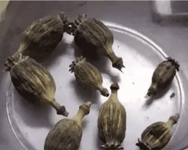 Poppy shells found at boy's home