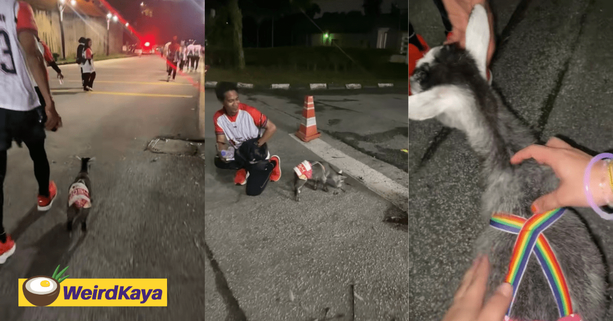 Pygmy goat running in marathon cover