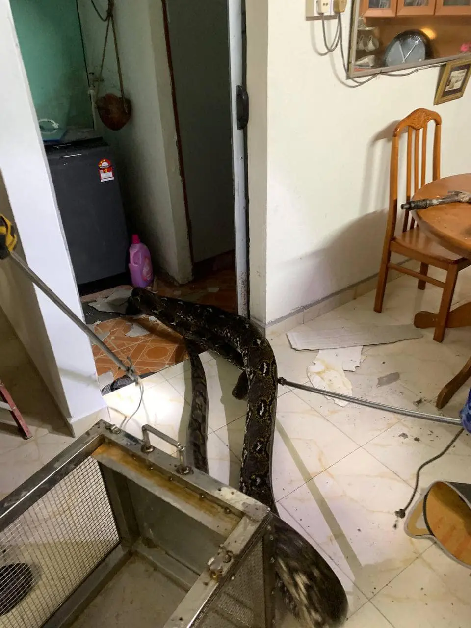 Python being captured by APM personnel