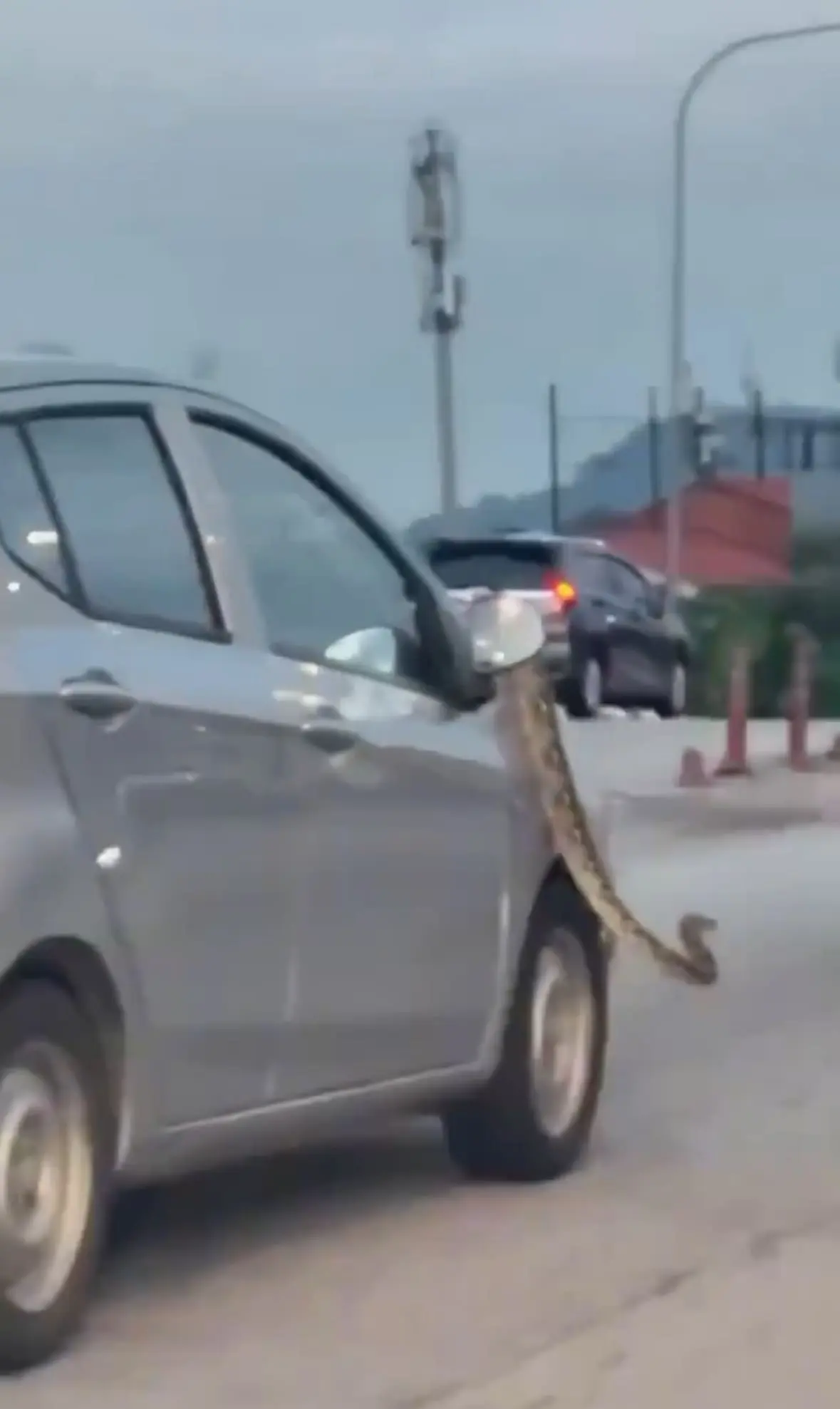 Python Casually Slithers On Top Of Perodua Axia 