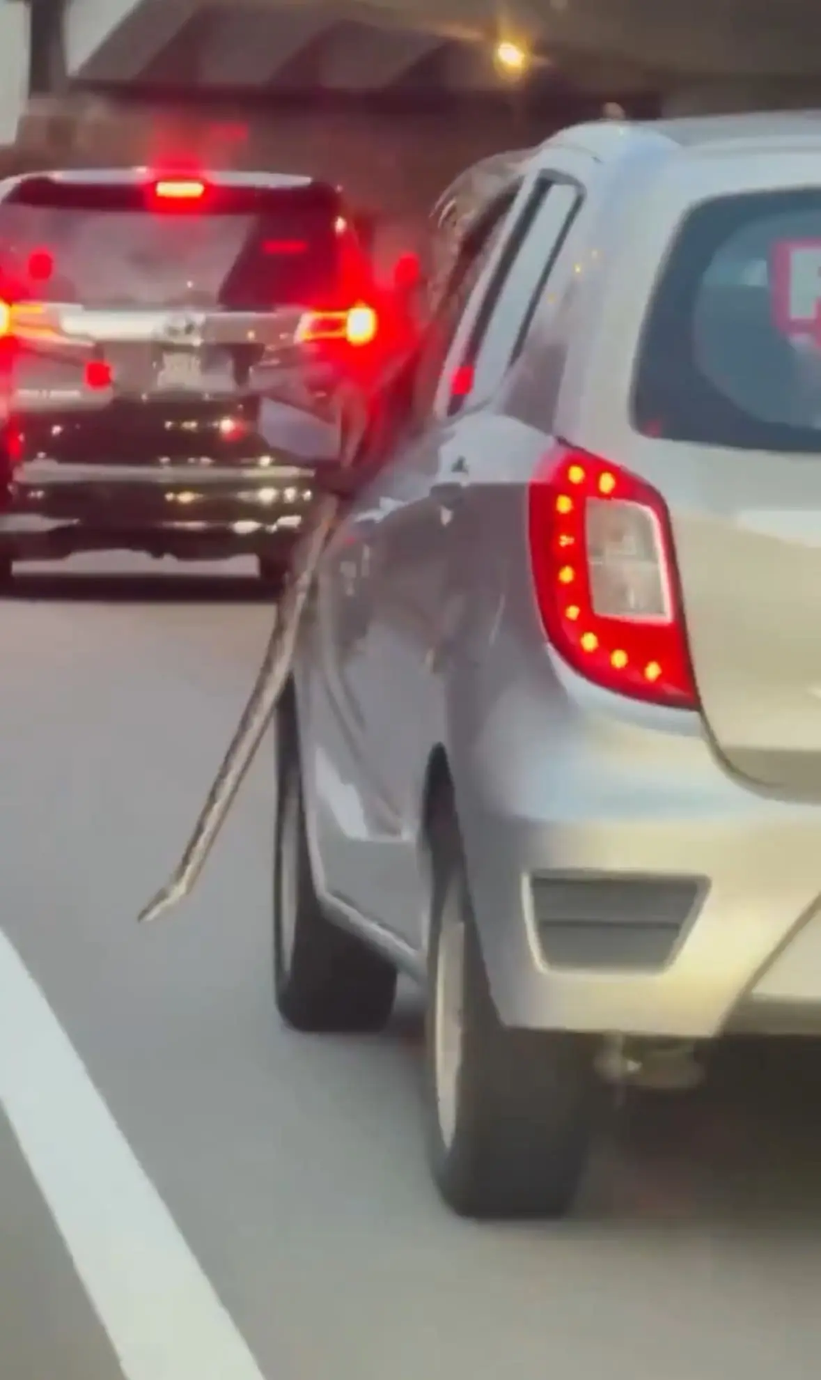 Python Casually Slithers On Top Of Perodua Axia 