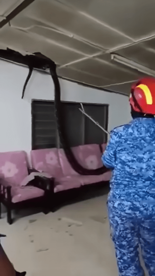 Python lands on sofa in Taiping