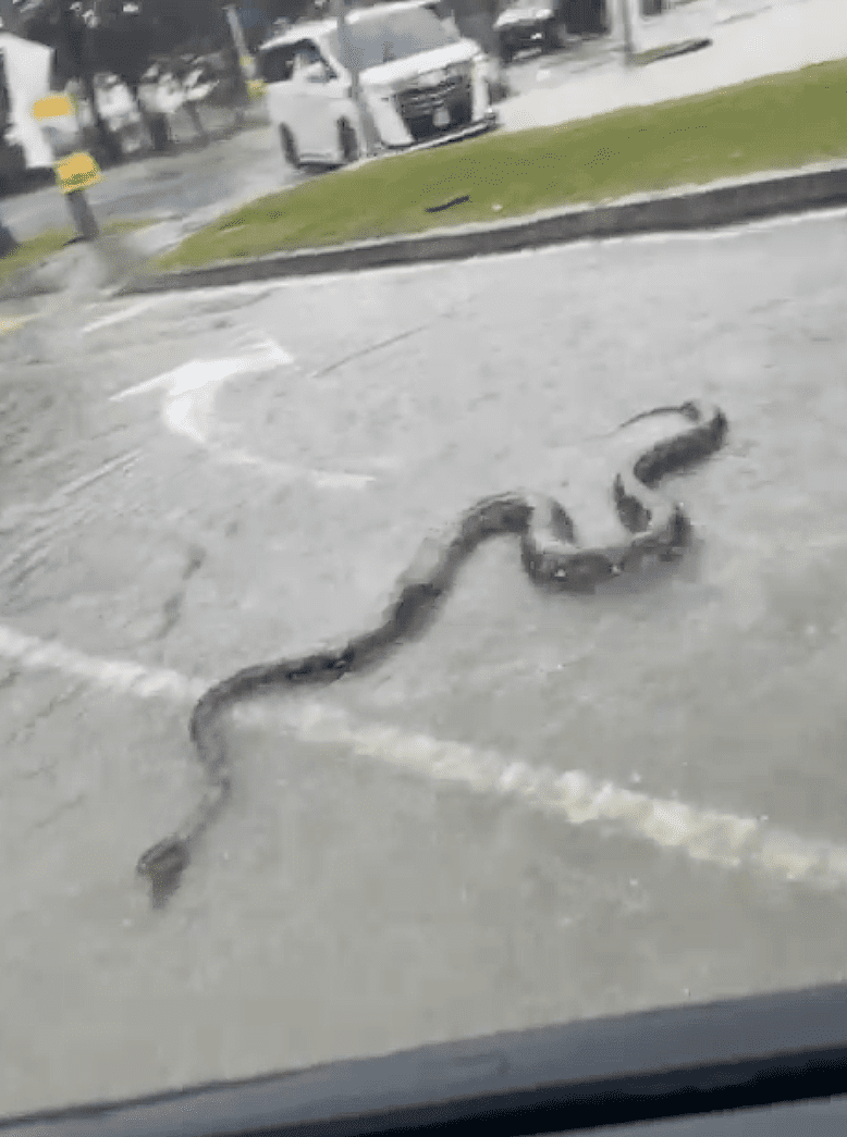 Python on the street