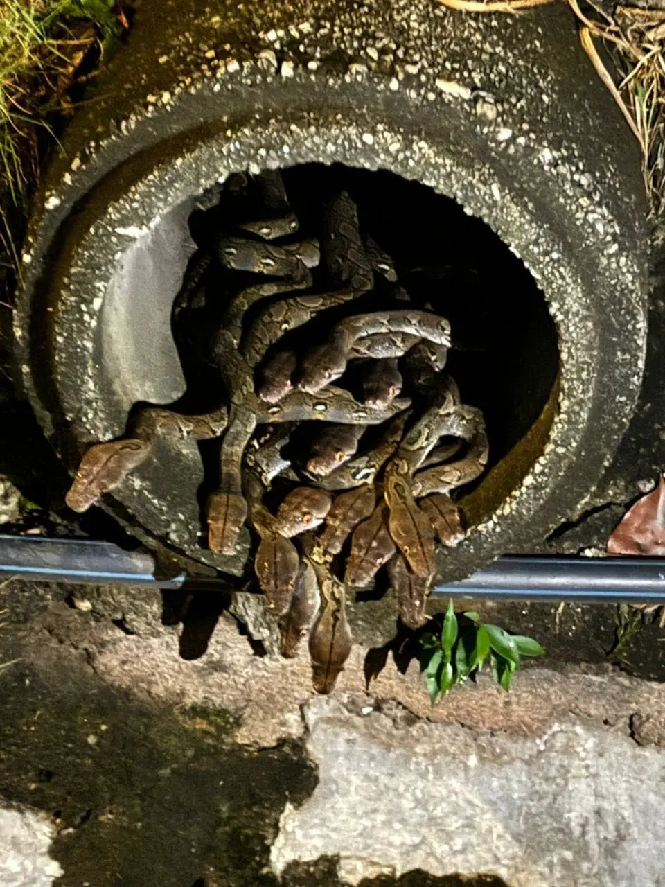 Pythons inside drain in Shah Alam