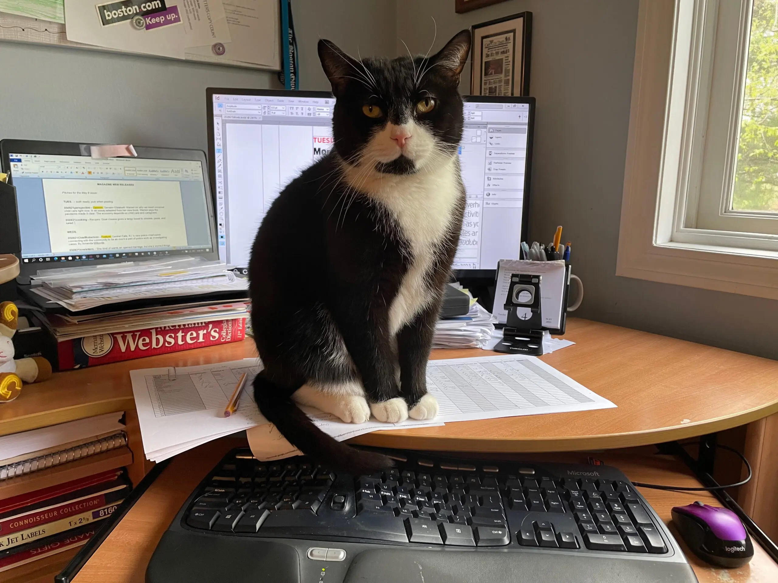 A black and white stripped cat sitting on a desk.