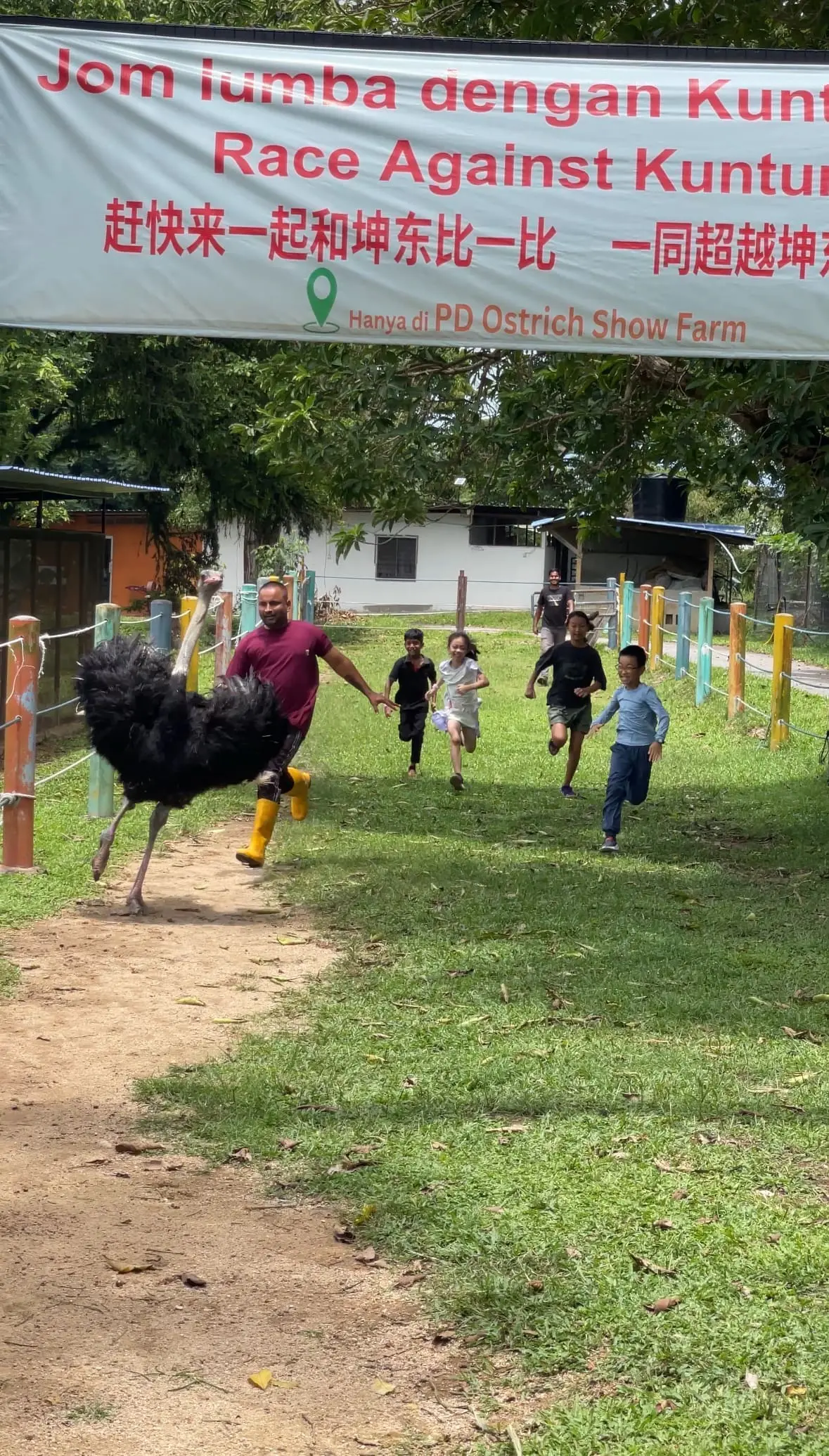 race against ostrich pd farm malaysia