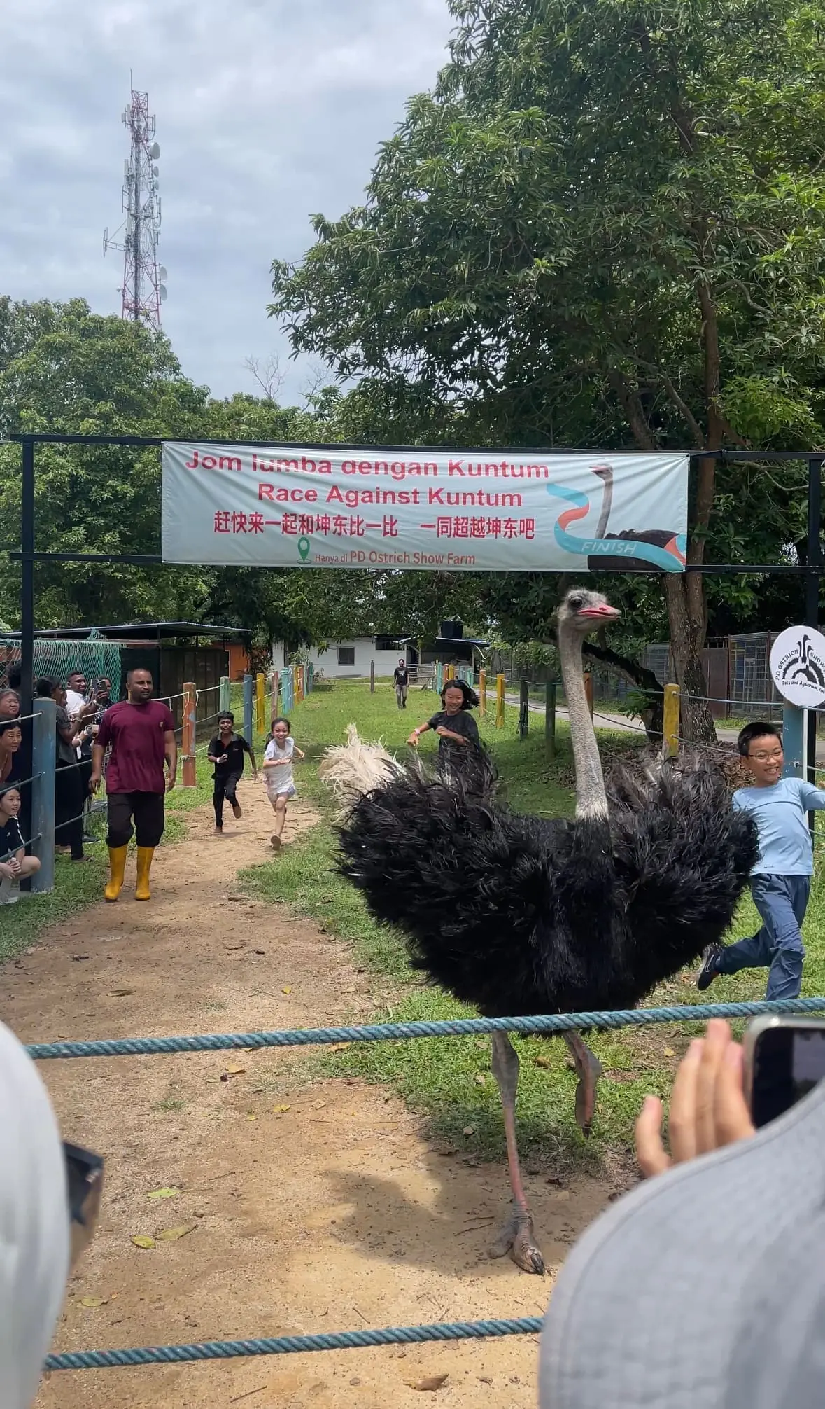 race against ostrich pd farm malaysia