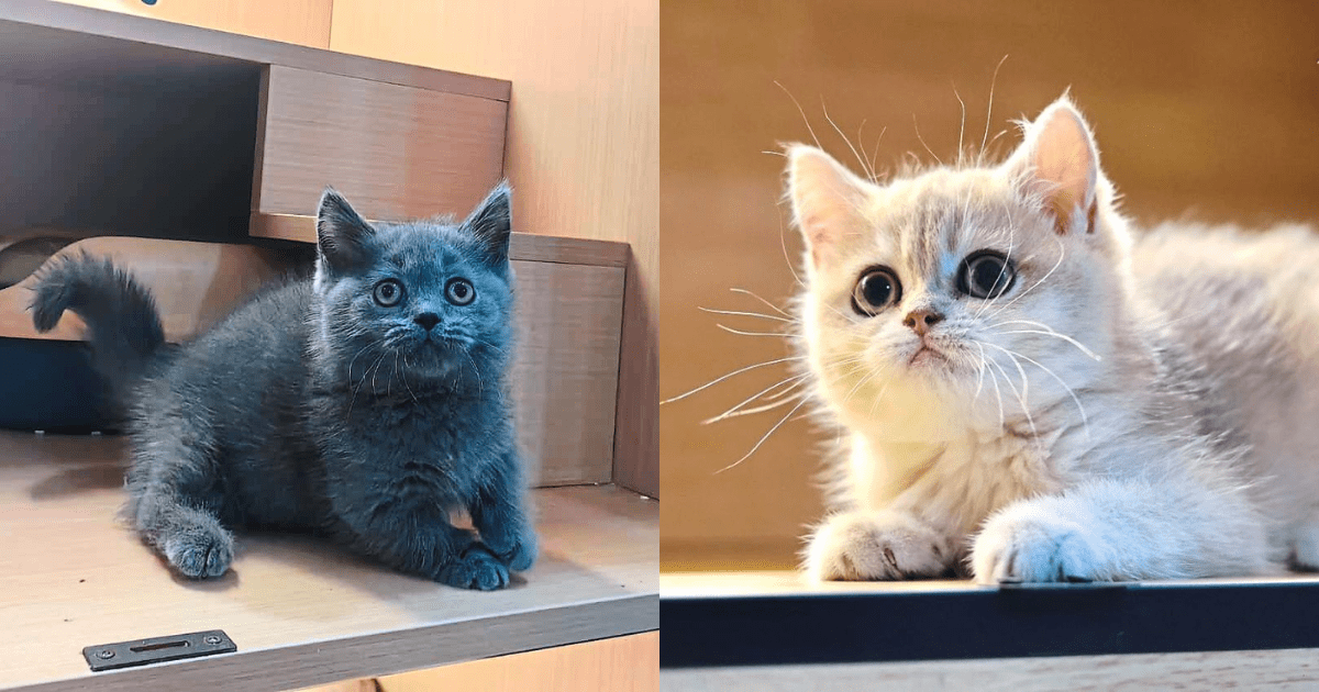 British Short Hair and Munchkin breed cats that were robbed