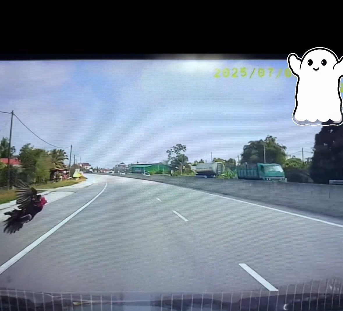 rooster flies into windshield flies