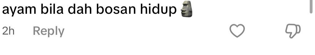 rooster flies into windshield suicide 2