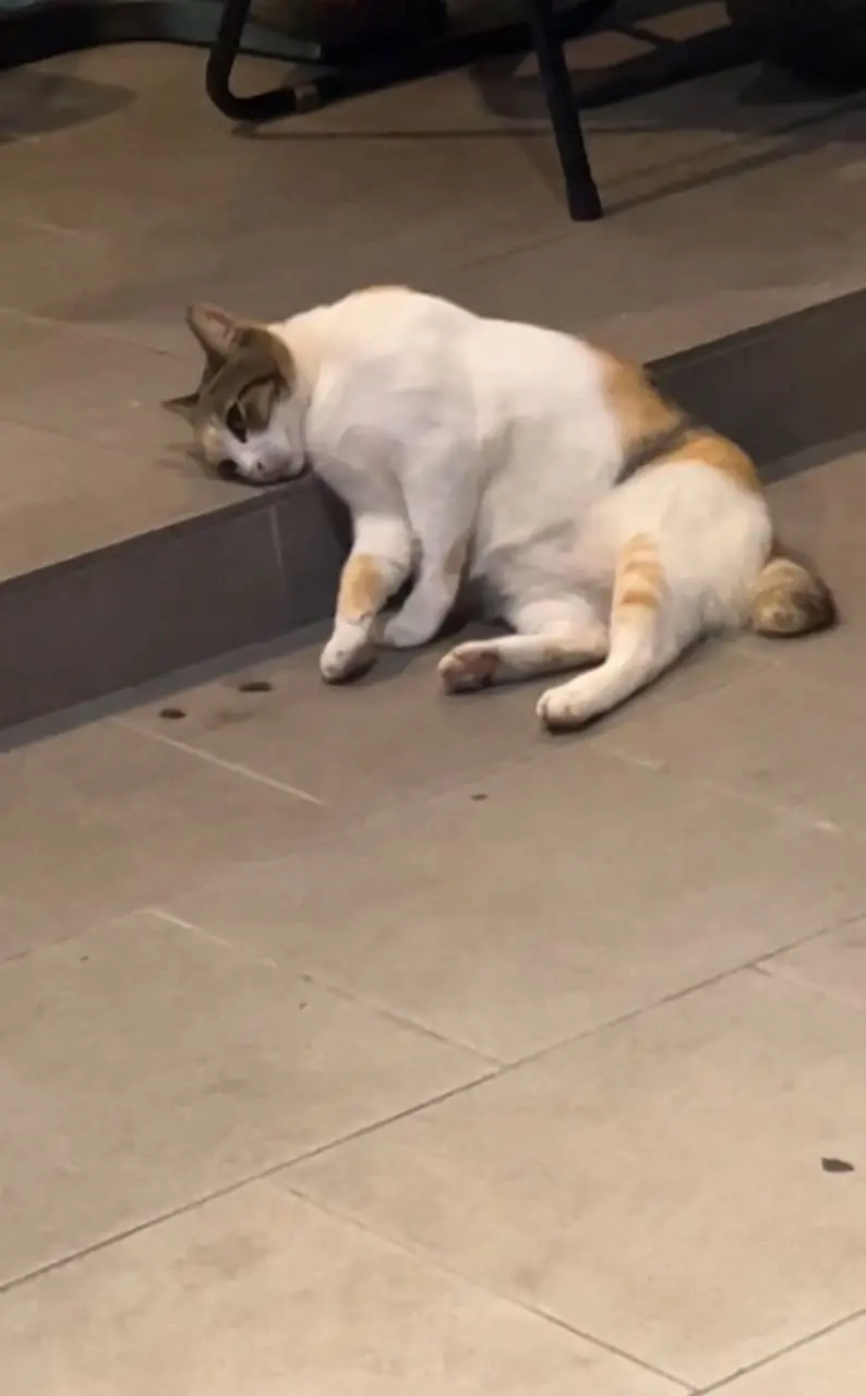 sad cat on floor