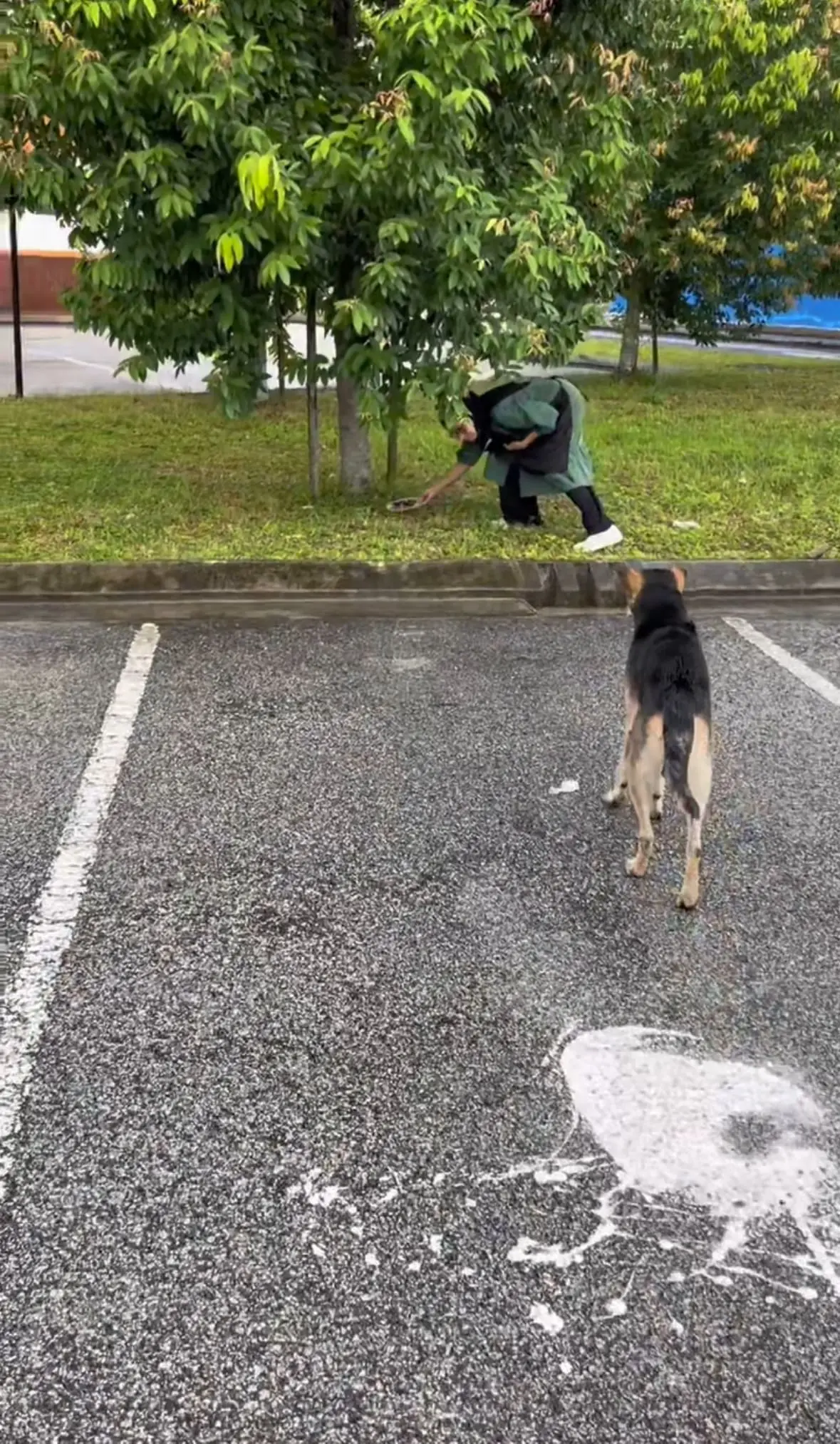salai star owner feeds stray dog
