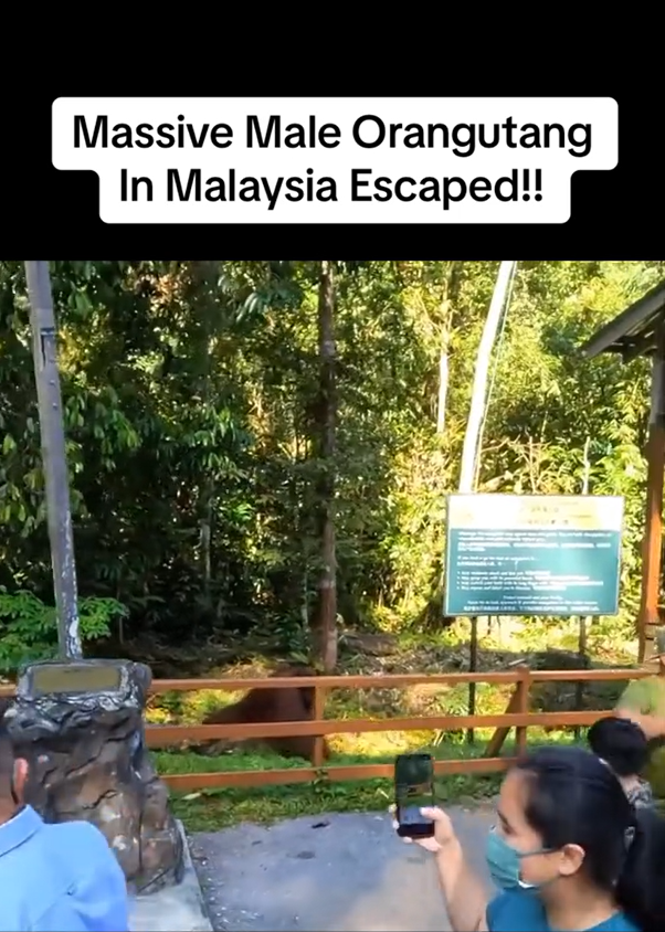 Visitors At Wildlife Centre In Sarawak Ignore Calls To Get Away From Orangutan, Get Slammed By Netizens