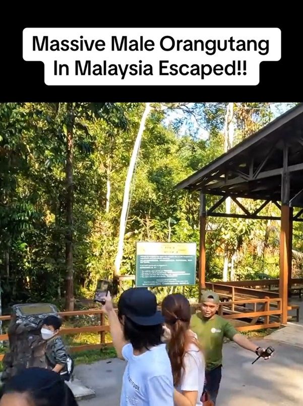 Visitors At Wildlife Centre In Sarawak Ignore Calls To Get Away From Orangutan, Get Slammed By Netizens