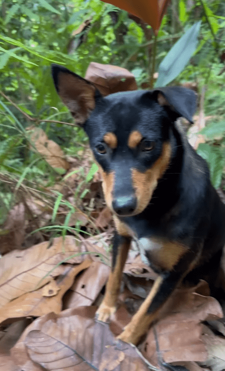 Khairul Aming Praised For Feeding Stray Dogs Who Accompanied Him On Hiking Trip