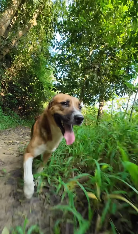 Khairul Aming Praised For Feeding Stray Dogs Who Accompanied Him On Hiking Trip