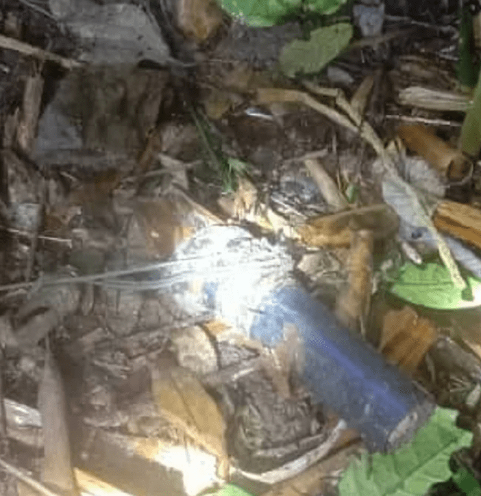 25yo Orang Asli Man Dies After Tiger Attacked Him In Kelantan