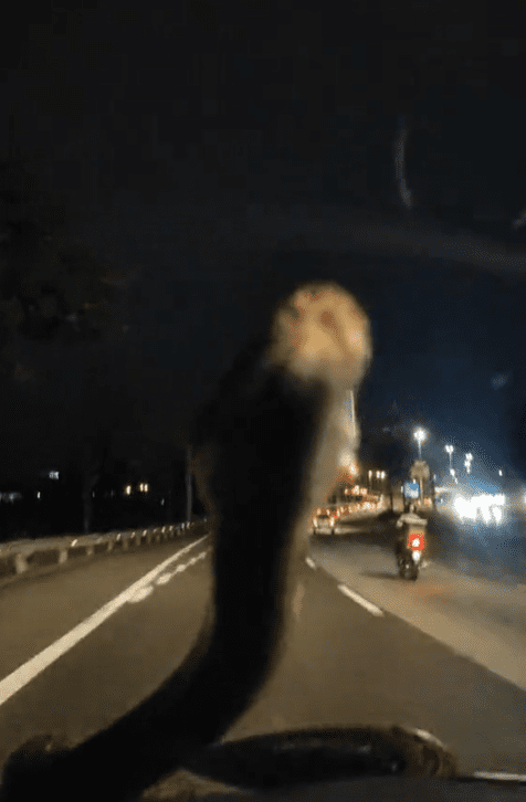 Python on windshield