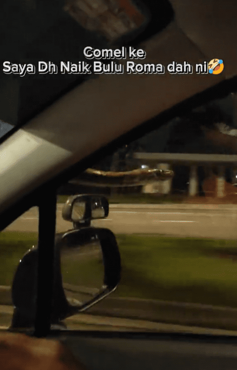 Python crawls to driver's side of the car