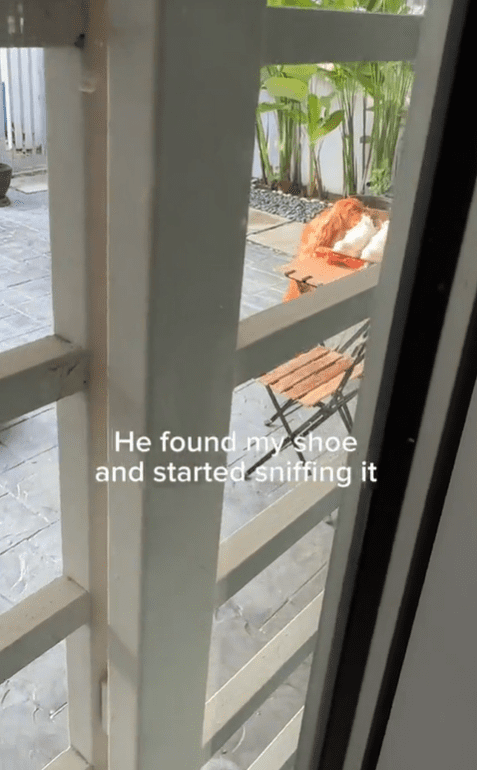 Vella the dog sniffs Thivyan's shoes