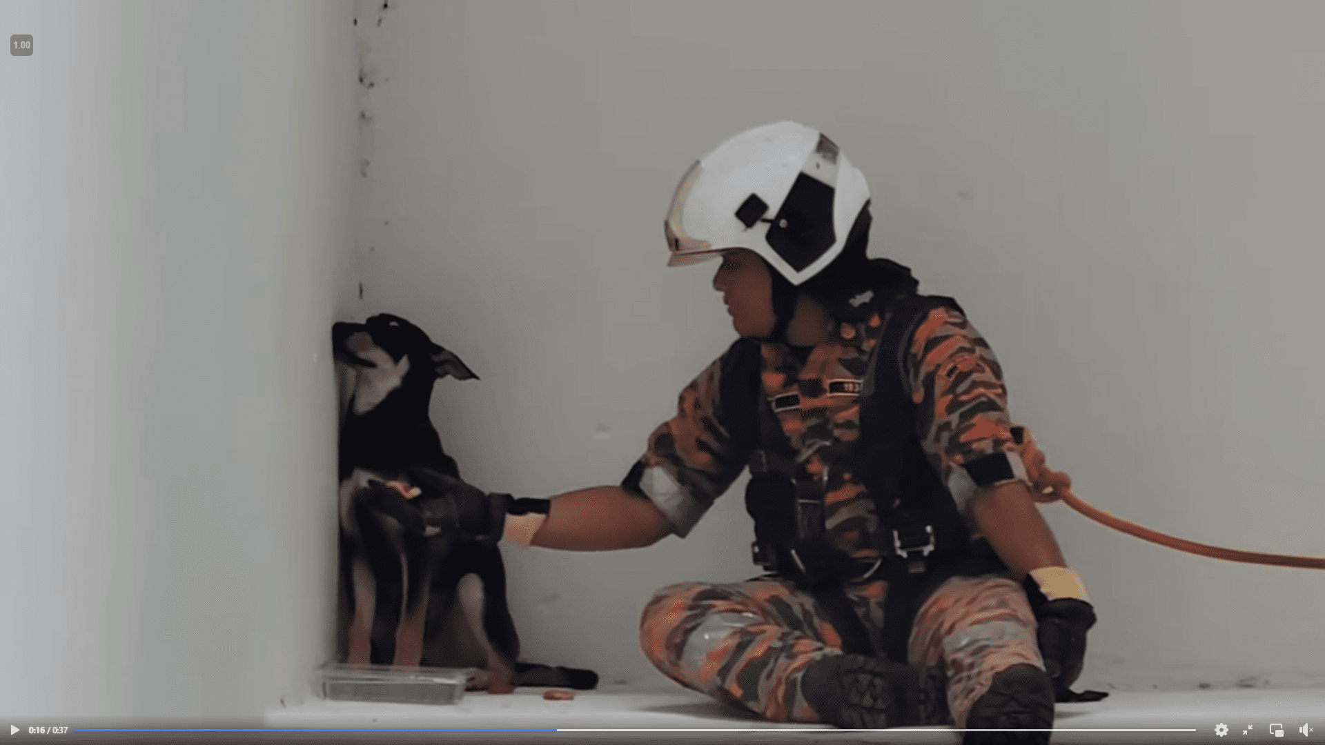 A cute video shared by the Fire & Rescue Department of Malaysia yesterday which showed a frightened dog stuck at a window ledge while a fireman tries his best to coax it has gone viral online.