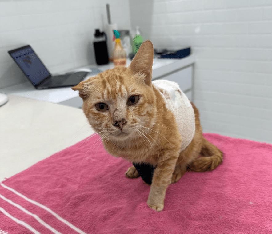 Oyen Rescued From Elmina Plane Crash Has Died Of Its Injuries