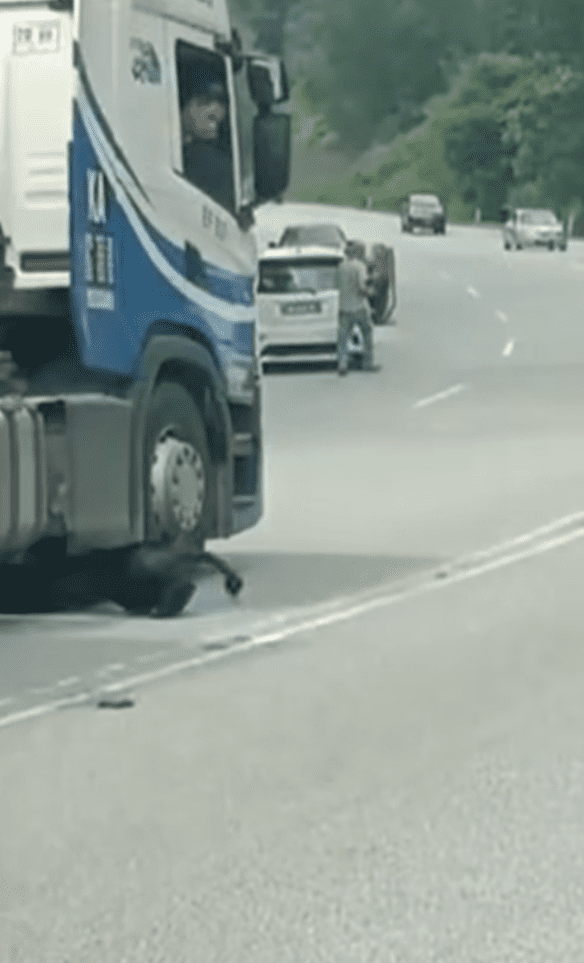 Black Panther Dies After Getting Knocked Down By MPV In Negri Sembilan