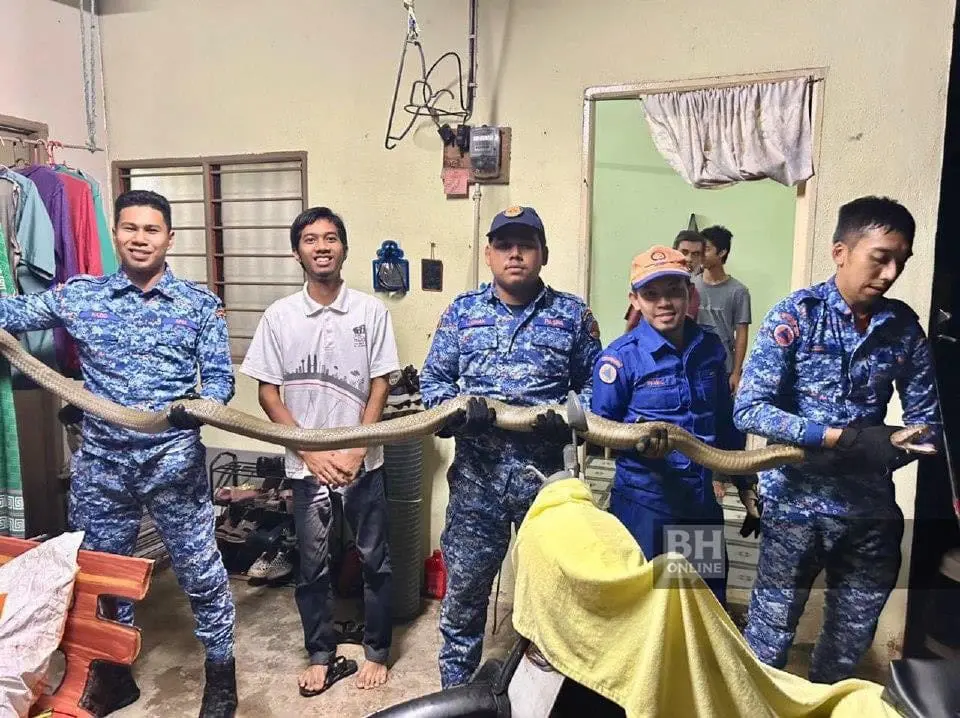 Terengganu APM captures King Cobra in Terengganu