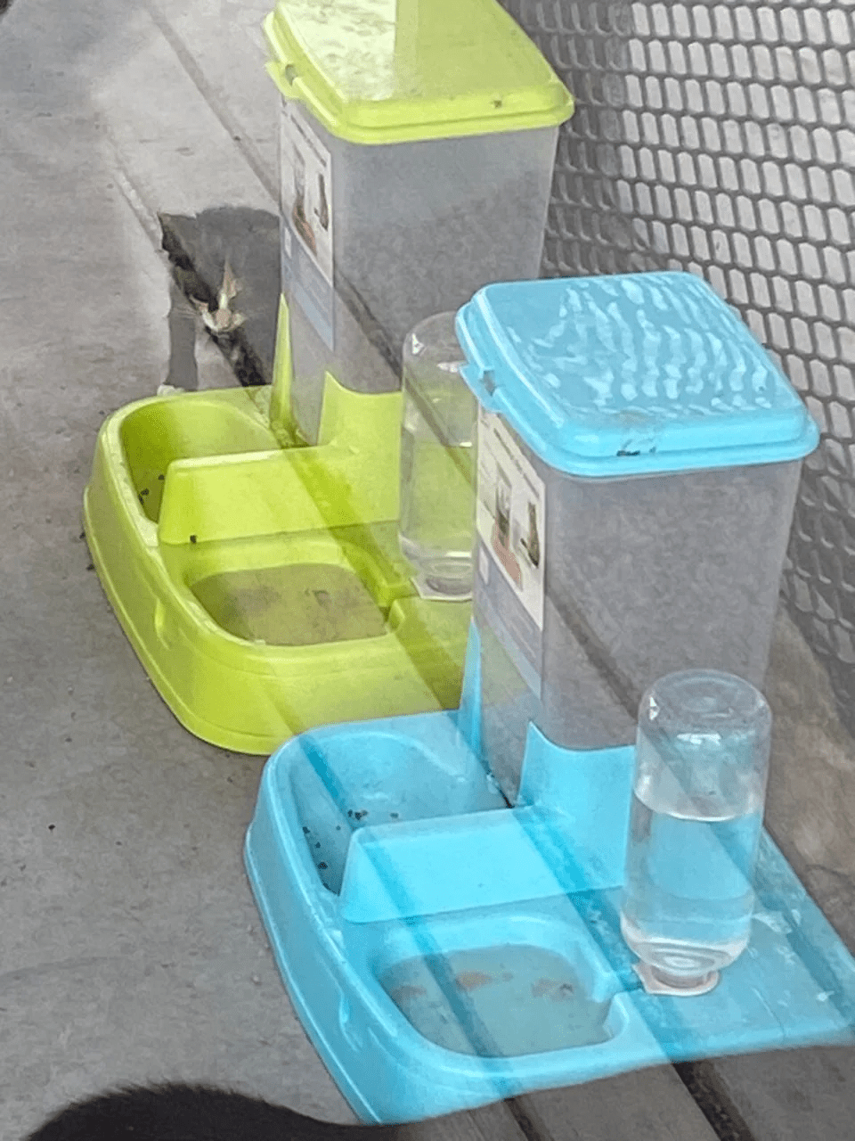 Sick cats spotted at Taman Kucing Klang