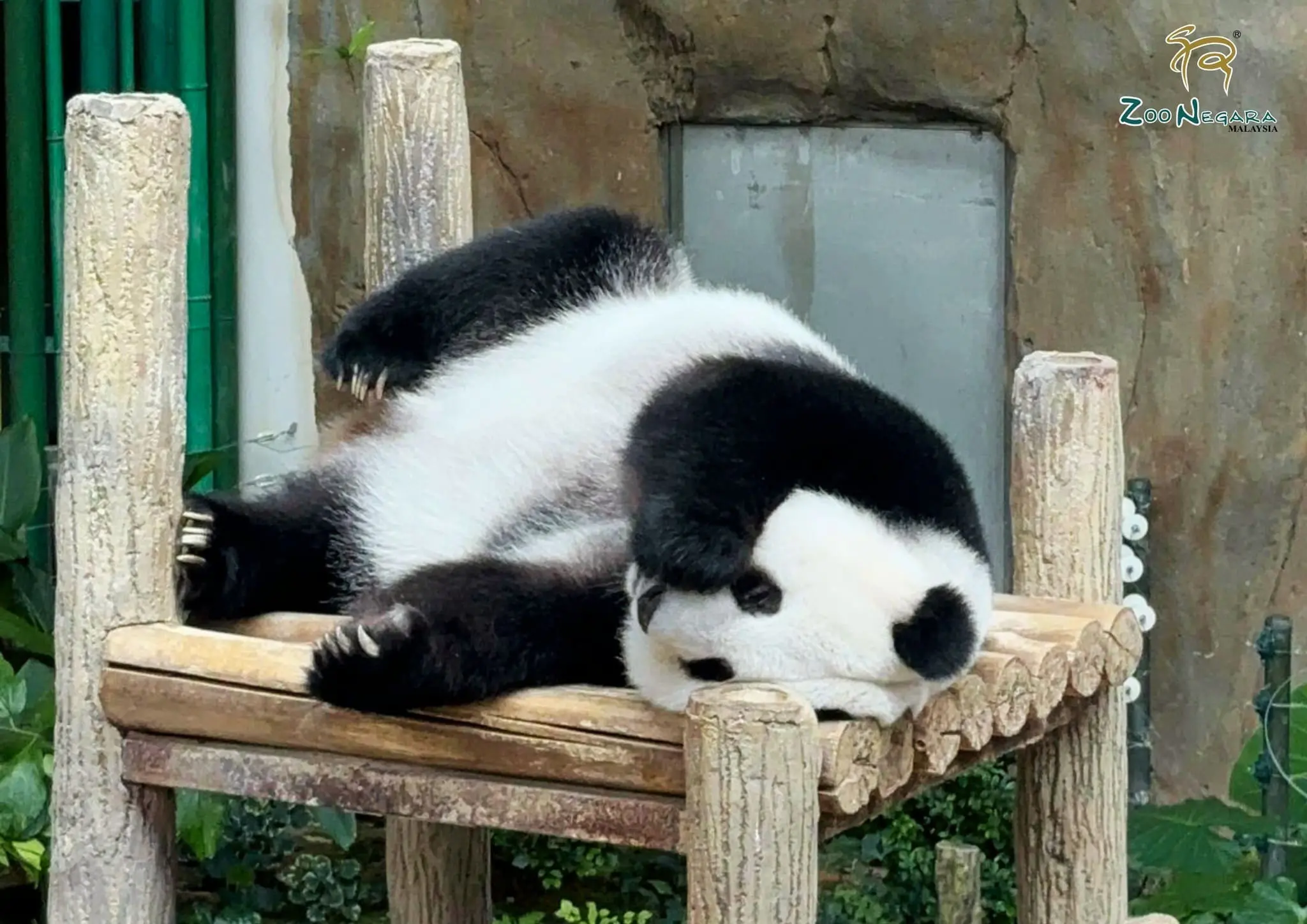 sleeping panda