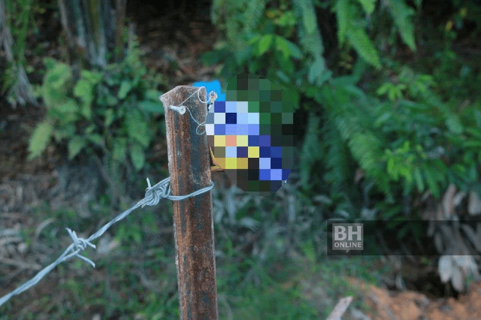 Snack containing rat poison