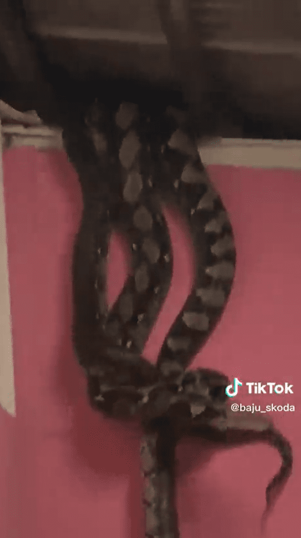 2 giant pythons fall through ceiling in Bentong