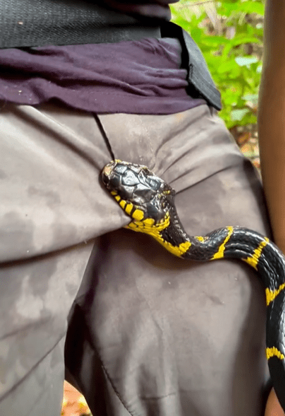 Snake latched on men crouches Screenshot 2025-01-25 142829 (2)