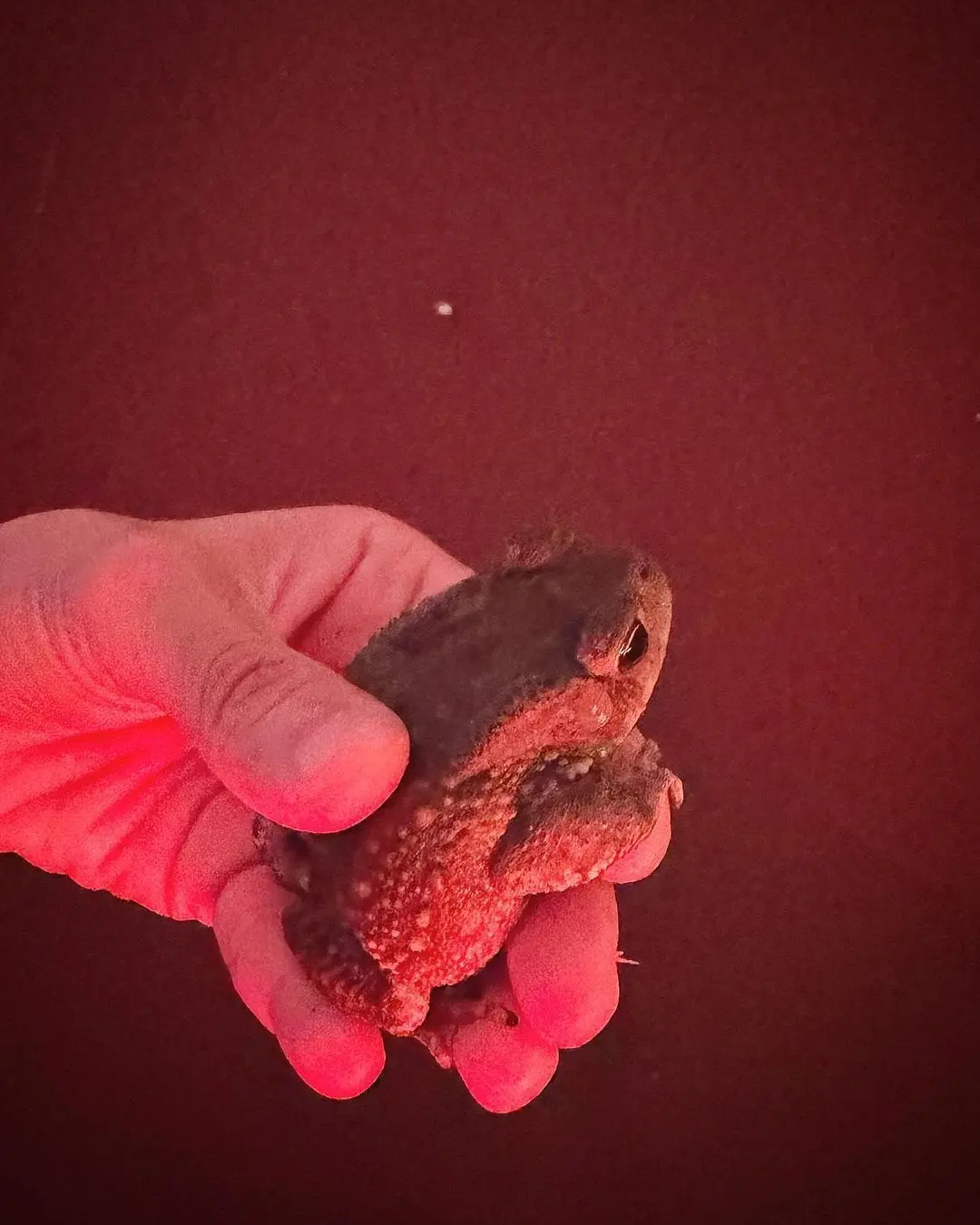 The frog that jumps into the concert standing zone at Coldplay's concert in Malaysia