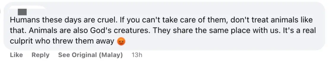 'So Cruel!' - Newborn Kittens Found Wrapped In A Bag And Thrown Into River In Penang comment 02