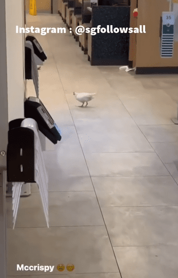 Staff catch chicken in Sinapore MCD (3)