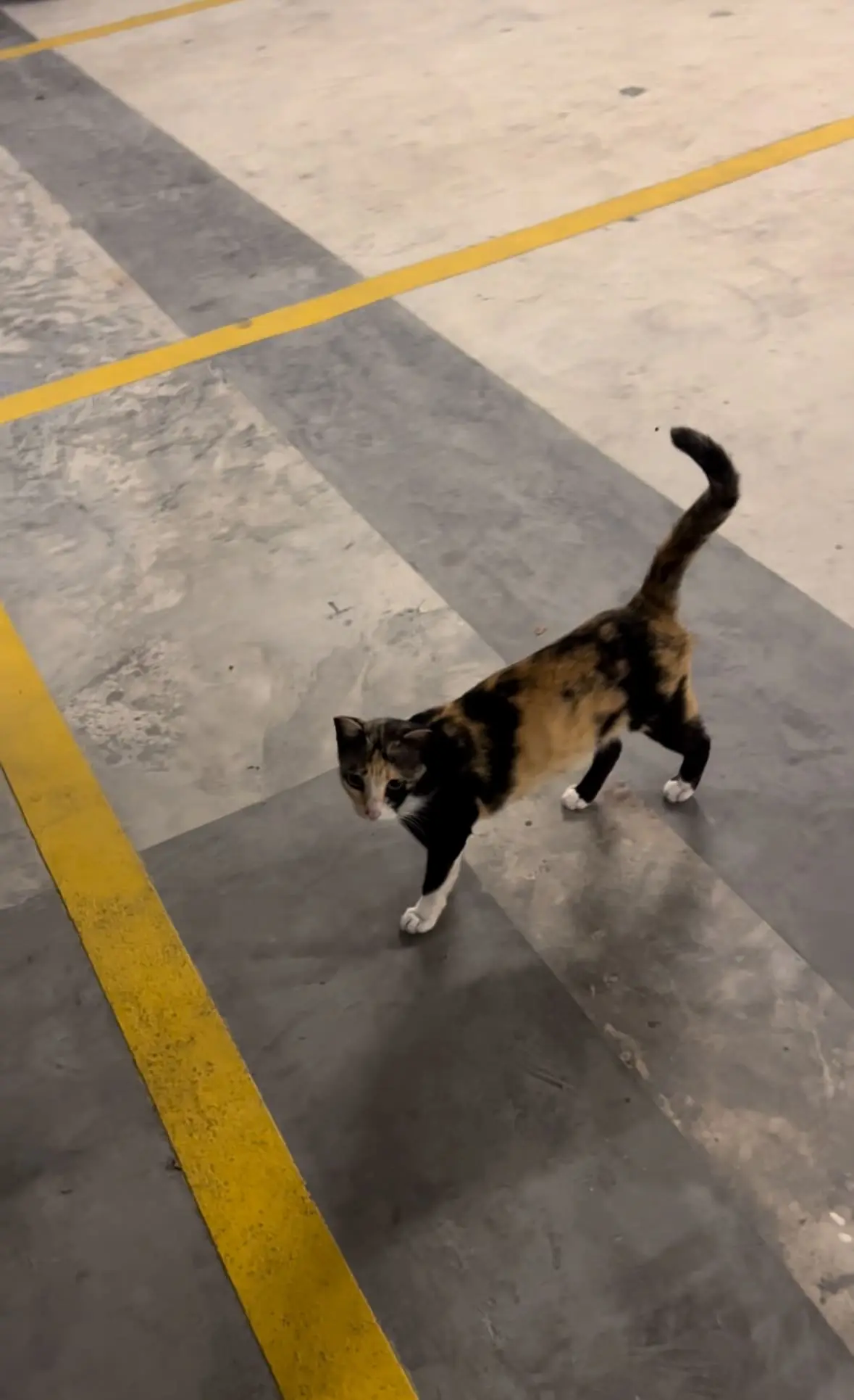 Stray Cat Leads M'sian Man To An Empty Food Bowl Hoping To Be Fed