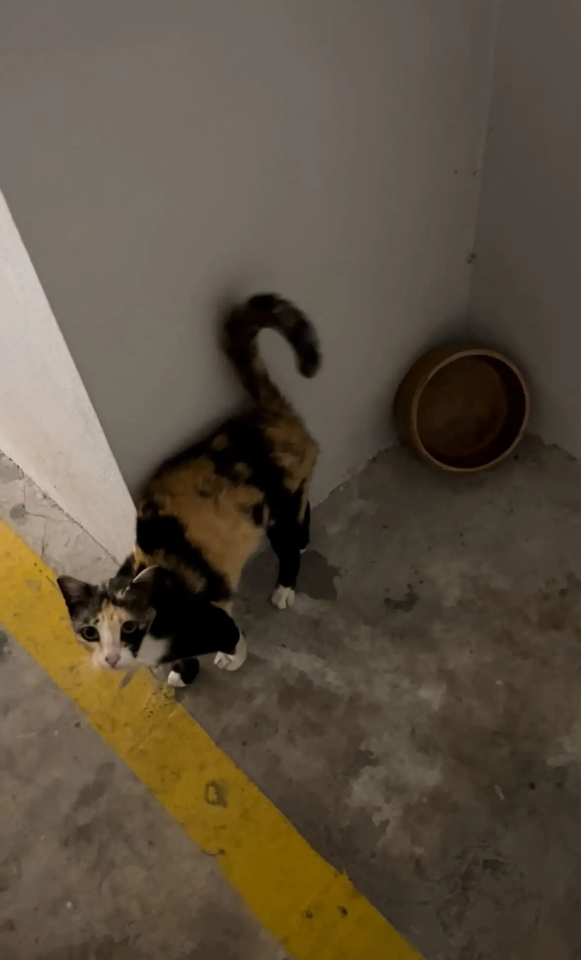Stray Cat Leads M'sian Man To An Empty Food Bowl Hoping To Be Fed